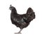 Side view of Ayam Cemani hen, isolated