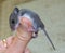 Side view of a baby house mouse hanging on to a human thumb.