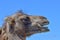A side view of a Bactrian Camel head against a blue sky