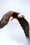 Side view of Bald eagle in flight looking for food. bird of prey. united states symbol concept