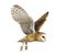 Side view of a Barn Owl, nocturnal bird of prey, flying wings spread, Tyto alba, isolated on withe