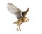 Side view of a Barn Owl, nocturnal bird of prey, flying wings spread, Tyto alba, isolated on withe