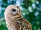 Side view of a Barred owl