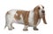 Side view of Basset Hound, standing