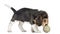 Side view of a Beagle puppy playing with a tennis ball, isolated