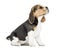 Side view of a Beagle puppy sitting, looking up, isolated