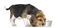 Side view of a Beagle puppy sniffing food, isolated