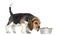 Side view of a Beagle puppy standing, sniffing food in a bowl