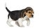 Side view of a Beagle puppy walking, isolated