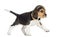 Side view of a Beagle puppy walking, isolated