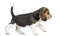 Side view of a Beagle puppy walking, isolated