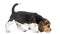 Side view of a Beagle puppy walking, sniffing the floor