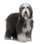 Side view of Bearded Collie, 1 Year Old, standing