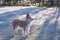 Side view of beautiful back lit blond Picardy Shepherd standing unleashed in frosted lawn