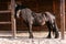 side view of beautiful black horse standing in corral