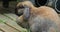 Side View Of A Beautiful Brown Head Rabbit Bunny