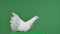 Side view of a beautiful dove with white feathers. Bird sits in studio with green screen chroma key. The feathery dove