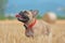 Side view of beautiful fawn French Bulldog dog standing in a harvested grain field in late summer