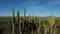 Side view of beautiful Mexican landscape full of tall cactuses