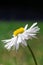 Side-view of a Beautiful White Oxeye Daisy