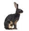 Side view of Belgian Hare