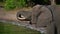 Side view of big African elephant on the banks enjoying the fresh water of Chobe River with its trunk, on boat safari.