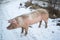 Side view of a big pig on snow