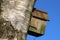 Side view bird box in silver birch tree
