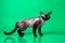 Side view of black Devon Rex cat on green background