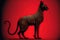 Side view of black Egyptian Bastet cat on red background with Egyptian ornament