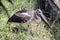 This is a side view of a black necked stork chick