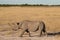 Side view of a Black Rhinoceros (Diceros bicornis)