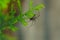 Side view of a black spider sitting on a Lemon cypress plant in garden