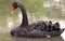 Side View of Black Swan under Sunlight