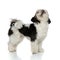 Side view of black and white shih tzu looking up