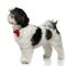 Side view of black and white shih tzu wearing bowtie