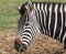 Side view of black and white striped zebra, photographed at Port Lympne Safari Park, Ashford, Kent UK.