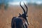 SIDE VIEW OF BLESBOK BULL HORNS