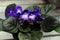 Side view of blue and white flowering african violets