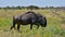 Side view of blue wildebeest antelope walking through grass land, Etosha National Park, Namibia.