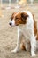 Side view of a Border Collie looks carefully, watches what is happening around sitting