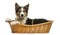 Side view of a Border collie lying in a wicker basket, isolated