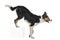 Side view of Border collie, rear legs up on a cube, isolated on