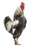 Side view of a Brahma rooster, isolated