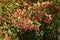 Side view of branch of barberry with red berries in autumn