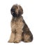 Side view of Briard dog, 9 Months Old, sitting