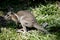 This is a side view of a bridled nailtail wallaby