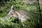 This is a side view of a bridled nailtail wallaby