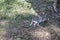 This is a side view of a bridled nailtail wallaby