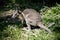 This is a side view of a bridled nailtail wallaby